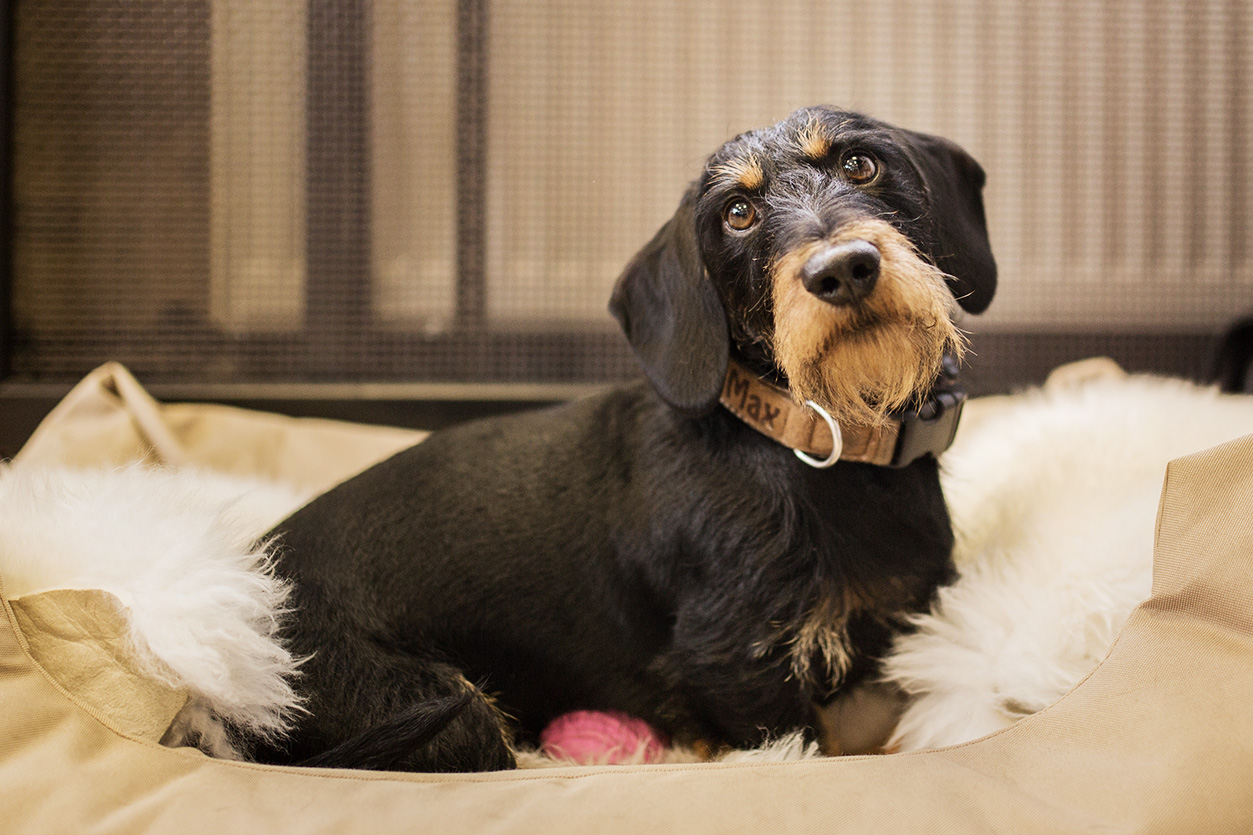 Ein Portrait von Max